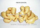 Golden Semi - dried Fresh Ginger 9kg / Carton For Japan , South Korea , America