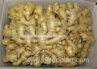 Clean Washed Fresh Ginger 50g No Insect Pest , Enduring Stored