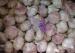 Pure Normal White Garlic With Thick Bright Skin 5.0cm - 5.5cm