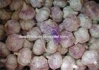 Pure Normal White Garlic With Thick Bright Skin 5.0cm - 5.5cm