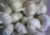 Organic Fresh Normal White Garlic Liliaceous Vegetable , 20kg / Mesh Bag