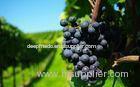 Grade A Sweet Fresh Red Grapes 22mm - 26mm , 8g And Up