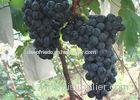 Summer Mature Fresh Red Grapes18 - 22mm , Black Seedless Grapes