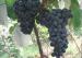 Summer Mature Fresh Red Grapes18 - 22mm , Black Seedless Grapes