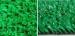 Per Square Meter Green 48000 Cluster / PP Artificial Grass Landscape for Swimming Pool