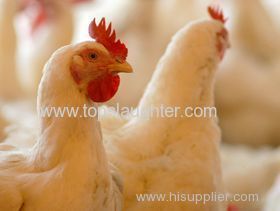 Modest Changes to USDA Chicken Output Forecast