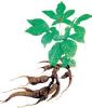 Competitive price and goods for ginseng root extract powder 7%