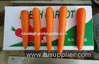 Fresh Sweet Red-Orange Organic Carrot Containing Rich Carotenes And Vitamin-A