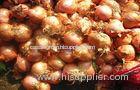 Authenticated Non-Peeled Red Asian Shallots Fresh Contains Flavonoids