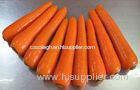 Fresh Crisp Organic Carrot Contains Beta-Carotenes , Vitamin A , No Side Roots, Quality tender, tast