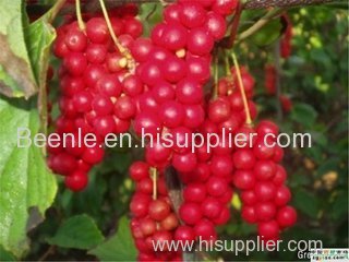 Professional producing schisandra extract with Schisandrin A