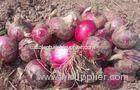 Red Natural Fresh Onion Anti-Cholesterol For Grilling And Char-Broiling, Flat spherical or spherical