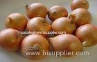 Round Golden Natural Fresh Onion For Mexican Cuisine Contains Fibre And Fat, Round or high round, Su