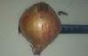 Brown Sweet Natural Fresh Onion Health Benefits For Anticancer , Antioxidant Properties, Onion white