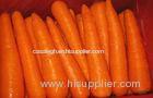 Delicious Rich Carotene Organic Carrot Containing Carotene- Anti-Cancer