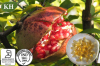 SCFE-CO2 pomegranate seed oil