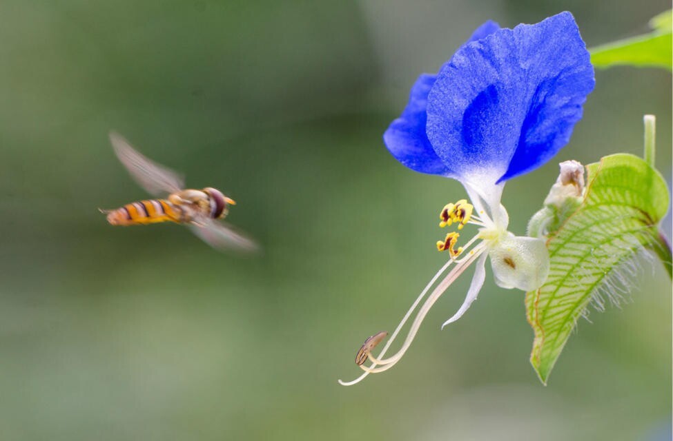 Bee & Flower