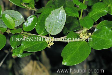 Gymnema Sylvestre Extract / Gymnemic acid