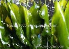 Laminaria japonica extract / 0.1~0.5% Iodine