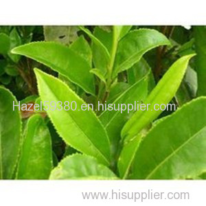 Green Tea P.E / 50%~98% Polyphenols