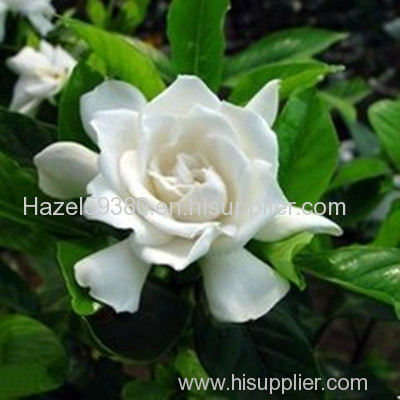 Cape Jasmine Fruit P.E / Gardenia yellow