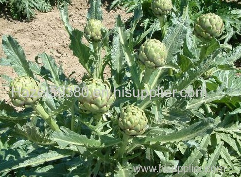 Artichoke P.E / Cynarin 2.5% 5%