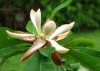 Magnolia P.E / Honokiol