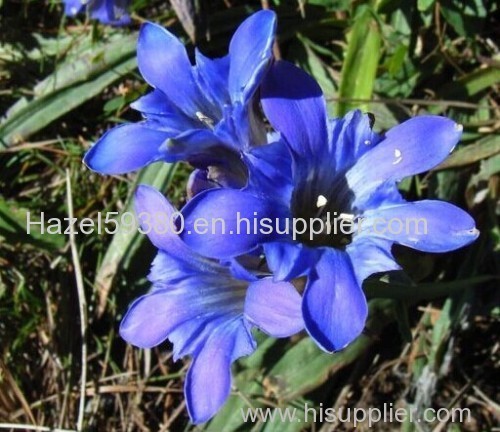 Gentian root P.E / Gentiopicrin 3% 5%