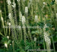 Black cohosh P.E / Triterpenoides Saponis 2.5% 5% 8%