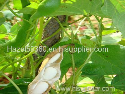 White kidney bean P.E / Phaseolin 1% 2%