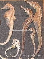 dry Sea Horse available