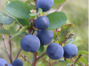 Blueberry Extract Anthocyanidin Anthocyanin