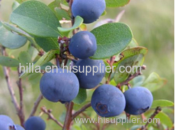 Blueberry Extract Anthocyanidin Anthocyanin