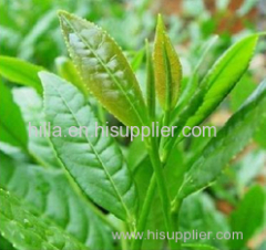 Green Tea Extract Total tea polyphenols