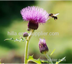 Milk Thistle Extract Silymarin