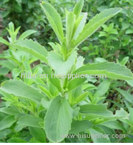 Stevia Extract Stevioside Stevia leaf extract