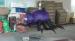 Purple Spider Holiday Inflatables , halloween giant inflatable spider