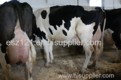 Pregnant Holstein Heifers Cattle For Sale