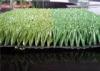 40mm Soccer Green Or White Artificial Grass Decoration Turf Athletic Fields