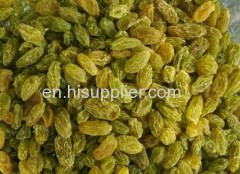 xinjiang stulta/ red /green / golden seedless raisin