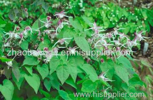 Epimedium P.E.5 %-98% Icariin HPLC Epimedium grandiflorum.L