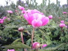 top quality Honey Suchle Flowers P.E.