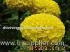 High quality marigold flower extract powder marigold extract lutein powder
