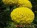 High quality marigold flower extract powder marigold extract lutein powder