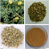 100% nature tribulus terrestris extracthigh purity tribulus extract 90% tribulus terrestris powder