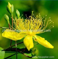 High Quality St Johns Wort P.E.