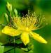 High Quality St Johns Wort P.E.