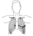 24 hours holter ECG