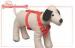 Adjustable Nylon Pet harness / golden retriever dog travel harness
