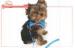 Puppies And Toy Breeds Adjustable XS Mesh Pet Harness for small dog